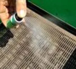 Schwarmlockspray Allure 30 ml – 30 g