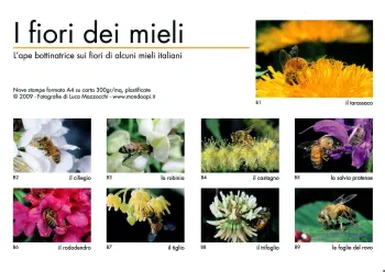 Serie fotográfica "la abeja y las flores