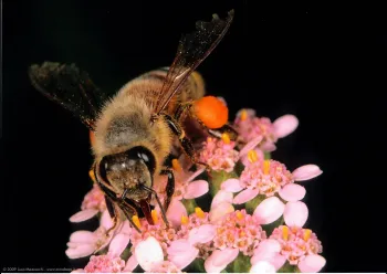 Serie fotográfica "la abeja y las flores