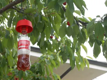 Grifo trampa rojo drosophila suzukii trampa para botellas (pack 5 uds.)