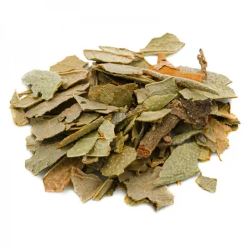 Boldo (peumus boldus molina ) - leaves tt