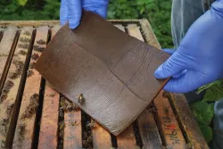 VITAFEED PATTY - ALIMENTO COMPLEMENTARIO PARA ABEJAS