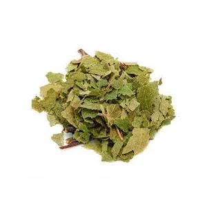 Birke (Betula alba L) - TT Blätter