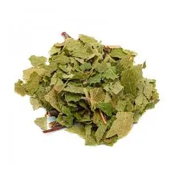 Betulla (Betula alba L) - foglie TT