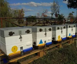 Magnetic numbers for Beehives (conf. 10 pieces)