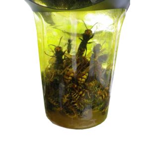 Líquido atrayente para avispas velutinas (10 ml)