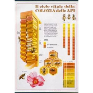 Poster "il ciclo vitale delle api"