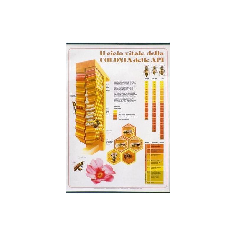 Affiche "le cycle de vie de l'abeille