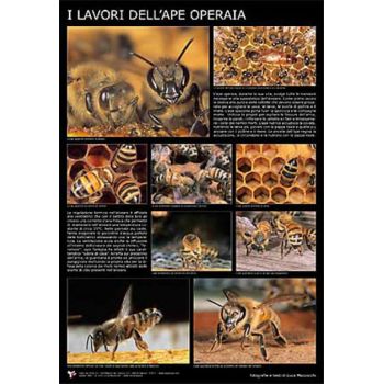 Poster photo "le travail de l'abeille ouvrière" 60x90 cm