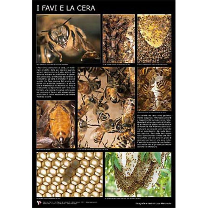 Fotoposter "bienenwaben und wachs" 60x90 cm