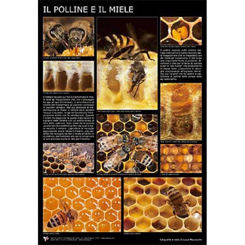 Poster fotografico "Il polline e il miele" 60x90 cm