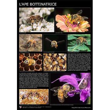 Photographic poster "the forager bee" 60x90 cm