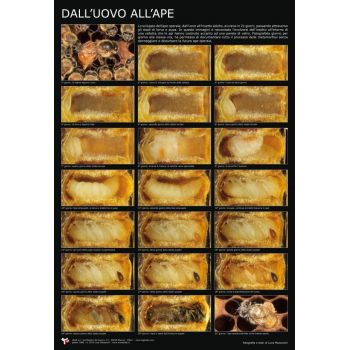 Poster fotografico "dall'uovo all'ape" 60x90 cm