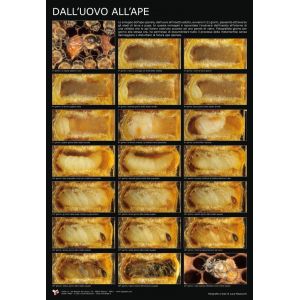 Poster fotografico "dall'uovo all'ape" 60x90 cm