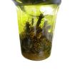 Líquido atrayente para avispas velutinas (1 l)