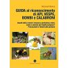 Guide to recognizing bees, wasps, bumblebees and bumblebees
