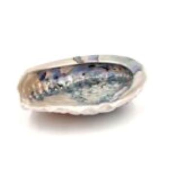 Abalone-schale cm. 15/16