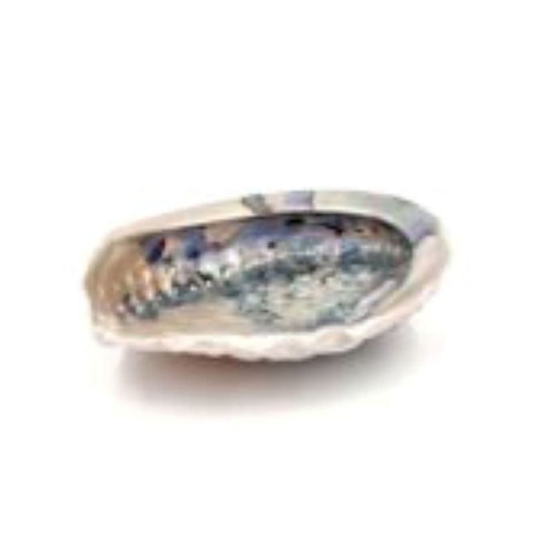 Abalone-schale cm. 15/16