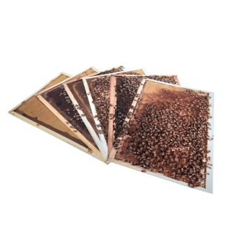 Photographic Kit Frames for Didactic Beehive D.B. from 6 or 10 honeycombs