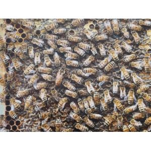 Kit de marcos fotográficos para colmena didáctica dadant de 10 cuadros