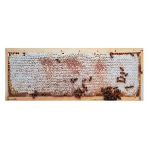Photographic kit frames for didactic beehive d.b. from 6 or 10 honeycombs