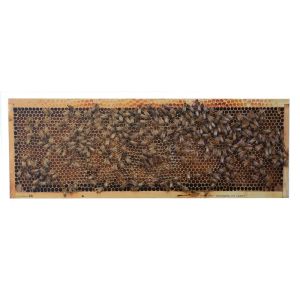 Photo kit frames for educational beehive d.b. 6 or 10 frames