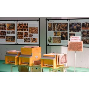 Photo kit frames for 10-frame dadant teaching beehives