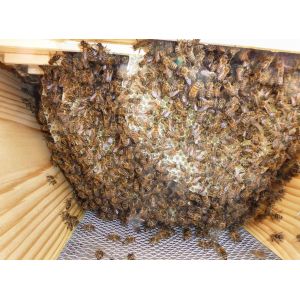 Komplette Top-Bar-Bienenbeute mit Sichtfenstern und Innenleisten (Rähmchen)