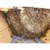 Komplette Top-Bar-Bienenbeute mit Sichtfenstern und Innenleisten (Rähmchen)