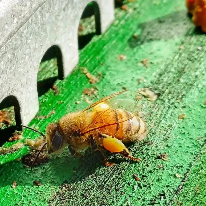 È il momento giusto per raccogliere il POLLINE: scopri le trappole da ingresso per le tue arnie