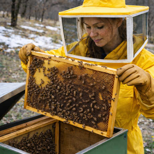 Leve per apicoltura: scegliere quella giusta fa davvero la differenza in apiario