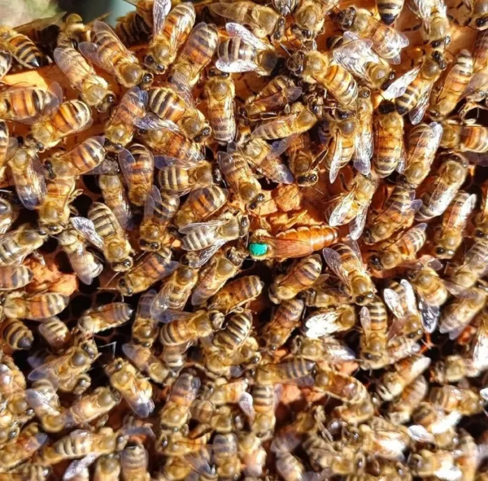 Come Marcare l’Ape Regina: Tecniche e Strumenti Essenziali